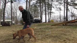 Session 4 Black Mouth Cur Teaching STAY obedience Guiding owner demonstrating LIVEUNCUT [upl. by Aeht867]