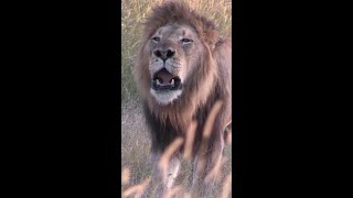 Huge Male Lion Roars Up Close [upl. by Odlanra55]