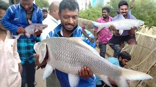 Awesome fishing on The Flo watar fishes katla fish Catching Now Technique Fishing wow [upl. by Ddene]