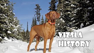 Podcast 136 Vizsla History  The swift Hungarian hunting dog [upl. by Gnah]