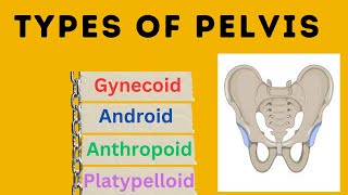 Types of Pelvis  Different types of pelvis with different morphology [upl. by Ches443]