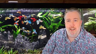 My Top 6 MustTry Aquarium Fish after 20 Years of Experience [upl. by Endo]