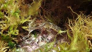 Greater Pipefish [upl. by Eilitan956]