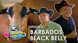 EPISOD 2  BARBADOS BLACK BELLY  SEMBANG LUAQ KONTI  JOM AGRO [upl. by Anitsuga]