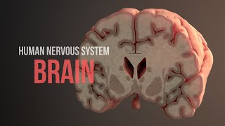 Human Nervous System Part 2  How the Brain Works Animation [upl. by Nomyar]