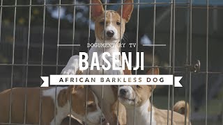 ALL ABOUT BASENJI THE AFRICAN BARKLESS DOG [upl. by Ardnos923]