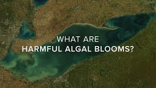 What Are Harmful Algal Blooms [upl. by Hagile]