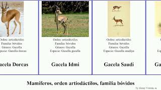 Mamíferos orden artiodáctilos familia bóvidos Artiodactyla order Artiodactyla family Bovidae bos [upl. by Otrebliw515]