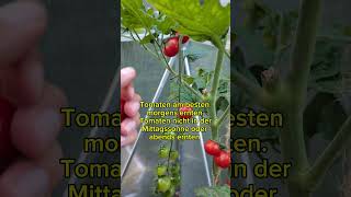 😱 Fast JEDER erntet Tomaten falsch 🍅 garten garden gardening [upl. by Onitnelav217]