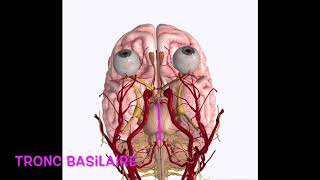 Système nerveux  Vascularisation encéphale [upl. by Aimak]