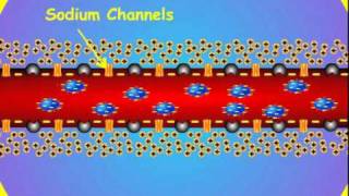 4 Axon Membrane Potential [upl. by Alan]