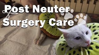 My Cats Journey  Post Neuter Care Explained  Things You Should Do After Neuter Surgery [upl. by Barrington]