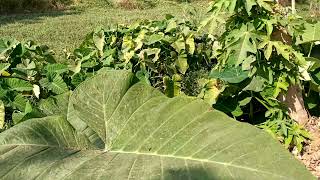 American taro also know as Arrowleaf elephant ear  Xanthosoma sagittifolium [upl. by Grete981]