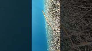 big pipefish croatia [upl. by Nylkcaj]