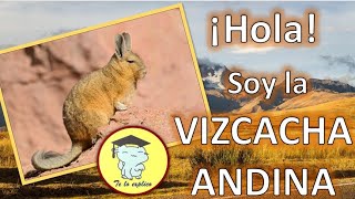 HOLA SOY LA VIZCACHA ANDINA [upl. by White435]