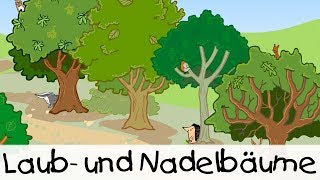 💡 Laub und Nadelbäume  Kinderlieder zum Lernen [upl. by Reprah]