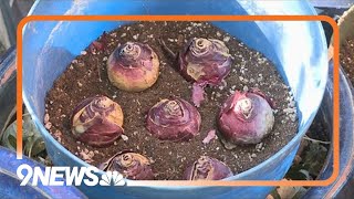 Proctors Garden Planting bulbs in pots [upl. by Nylkcaj624]