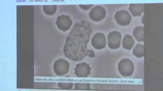 Immunology Macrophage Lecture 5 Part 510 [upl. by Aynotak]