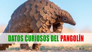 Los pangolines Pholidota  Datos curiosos de animales [upl. by Shane529]