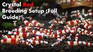 Caridina Shrimp Crystal Red Breeding Tank Setup [upl. by Calvin]