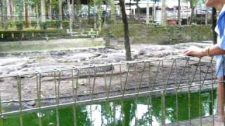 Duck run 2 and gets eaten by a crocodile aswell  Bali repitle park [upl. by Glassco]