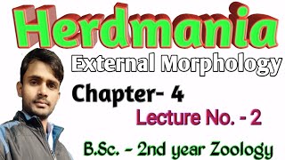 Lc 16  Herdmania  External Morphology  BSc2nd year  Zoology  by Prahalad Sir [upl. by Rahal]