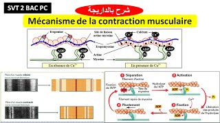 mécanisme de contraction de la cellule musculaire [upl. by Reivax]