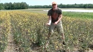 Organic Hon Tsai Tai Flowering Brassica Seed Production [upl. by Annairba]