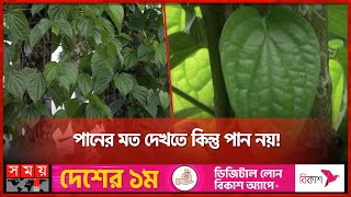 জনপ্রিয় মসলা জাতীয় খাবার চুইঝাল  Chui Jhal  Spicy Food  Panchagarh  Somoy TV [upl. by Alysia]