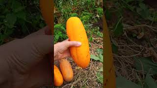 Castravetele Cornichon pentru sămânță growyourownfood food growfoodathome satisfying farming [upl. by Lily]