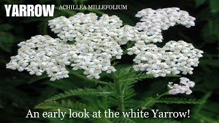 ⟹ YARROW  Achillea millefolium  The most important medicinal plant to know about [upl. by Netsreik]