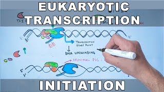 Transcription Initiation in Eukaryotes [upl. by Hazelton912]