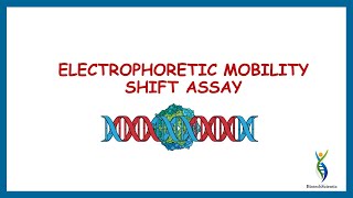 Electrophoretic Mobility Shift Assay Gel mobility Shift Assay Gel Retardation Assay [upl. by Ekusoyr]