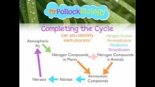 MrPollockBiology QampA 2 Nitrogen Cycle [upl. by Walston815]