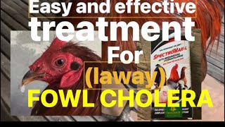 Easy and effective treatment for fowl cholera [upl. by Urd]