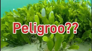 Caulerpa el alga peligrosa en el acuarioo😱😱es realmente cierto [upl. by Trebbor836]