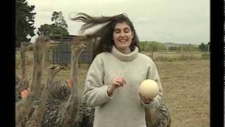 BBC Aunties Bloomers Maria Veronese Ostrich Attack [upl. by Ander]