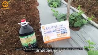 PULIYUAN has neat and strong plants in the melon seedling stage [upl. by Aelak]