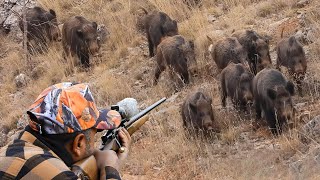 Wild Boar INVASION Incredible Hunting Shots and Unbelievable Action hunting hog [upl. by Swec533]