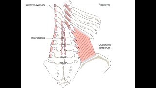 Two Minutes of Anatomy Deep Spinal Muscles [upl. by Ayaet79]