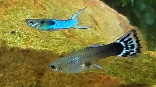 Rare Hybrid Mating Ritual Caught on Film Endler Breeding with Guppy Color Changing and Dancing [upl. by Matheson140]