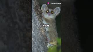 Top 5 Animals That Hibernate facts animals wildlife [upl. by Julissa815]