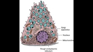 epithelial tissue 3 SPECIALIZATIONS OF THE CELL SURFACE and BIOLOGY OF EPITHELIAL CELLS [upl. by Nedgo815]