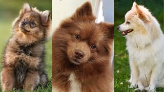 German spitz  Funny and Cute dog video compilation in 2022 [upl. by Nosmas230]