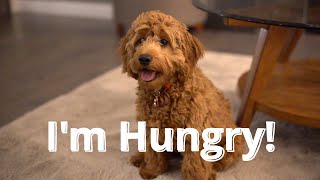 HUGO My Cockapoo Puppy Diary I am HUNGRY Please FEED ME [upl. by Feodor]