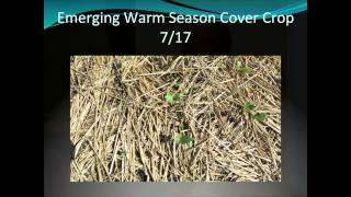 Grazing Cover Crops and Benefits for Livestock Operations  Gabe Brown [upl. by Cissie253]