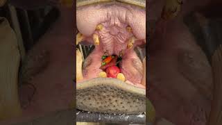 Freshly squeezed fruit and vegetable juice every day Dragon Dream Animal World Fantastic animals on [upl. by Aihsiyt533]