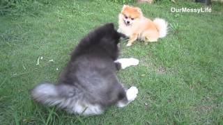 Pomeranian and Alaskan Malamute puppy play time [upl. by Sakhuja]