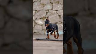 doberman dobermanpinscher puppies dobermanattack dobermanbarking dogbreeds bernesemountaindog [upl. by Erdnaek]