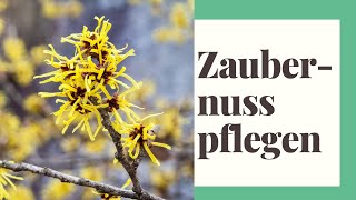 Zaubernuss Pflegen  So geht´s [upl. by Emarie]